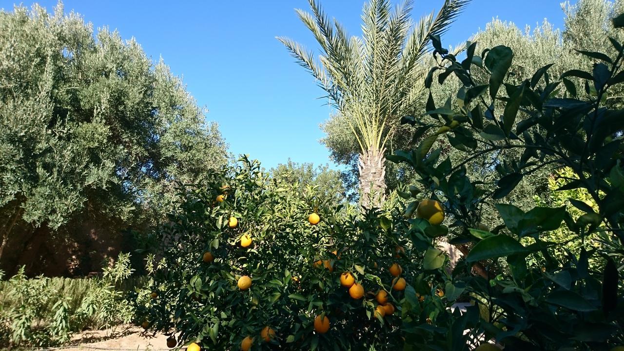 Les Trois Paons Bed & Breakfast Taroudant Exterior photo
